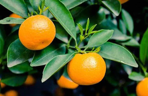 Rusya 218 ton mandalinayı geri gönderdi! Çok tehlikeli!