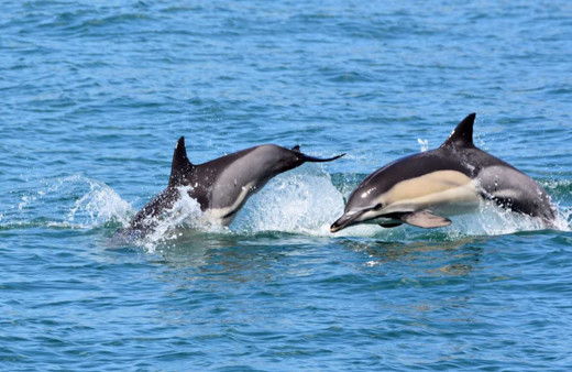 Üçü Türkiye sularında 14 yeni Önemli Deniz Memelileri Alanı ilan edildi
