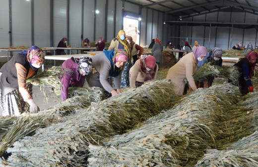 Aksaray'da deneme amaçlı başladı paraya para demiyor! ABD İngiltere Fransa sıraya girdi