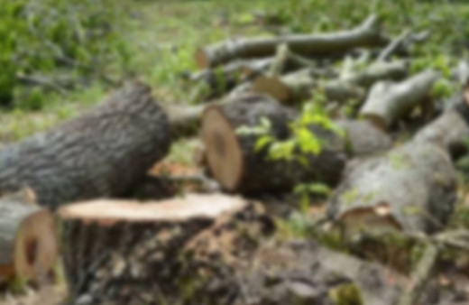 Manisa'da kestiği ağacın altında kalan çiftçi hayatını kaybetti