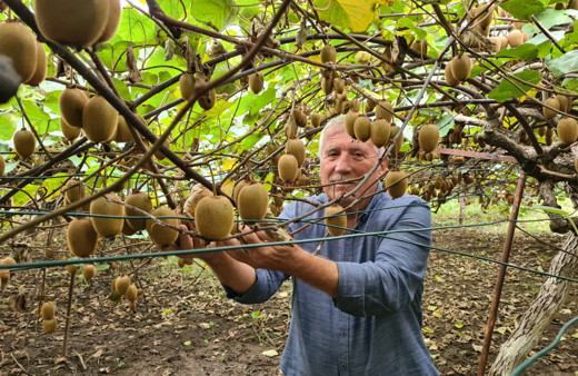 Zonguldak'ta fındık yerine kivi ekti kazancı 3 kat arttı