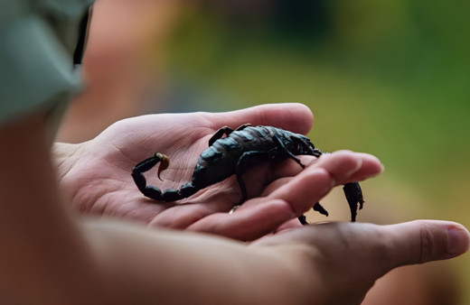 Akrep zehri koronavirüse karşı koruyabilir mi? Bilim insanlarından sıra dışı ilaç