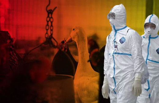 İngiltere'de korona bitmeden kuş gribi karantinası başladı!