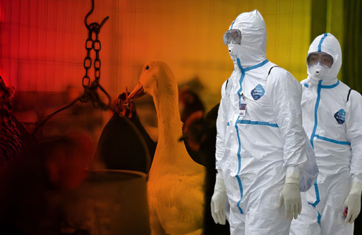 Karonavirüs kabusunun sürdüğü Avrupa'da kuş gribi vakaları da yayılıyor