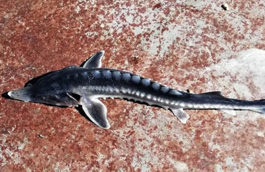 Bu balık altın yumurtluyor! Tunceli'de görüldü yumurtasının kilosu 20 milyon lira