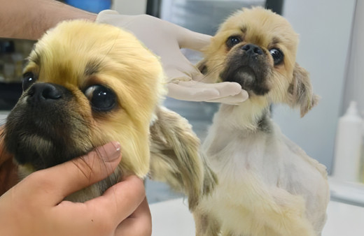 Adana'da ölüme terk edilen köpeğe cinsel saldırı şüphesi