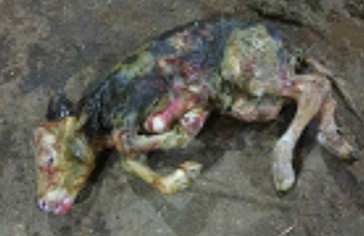 Ardahan'da 5 ayaklı doğdu! Görenler şaştı kaldı: İlk kez böyle bir durumla karşılaştım