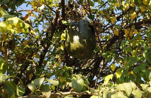 Görenler gözlerine inanamadı, 10 kiloluk kabak ağaçta yetişti