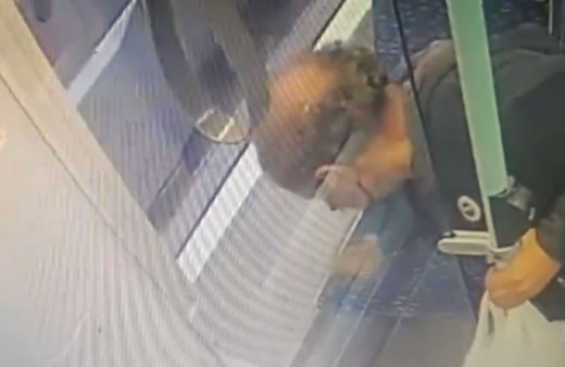 İstanbul'un sembol köpeği 'Boji' aklandı! 'Tramvaya kaka yaptı' yalanı kamerada!