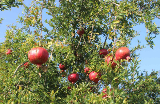 Rusya, nar ve biber ithalatını durdurdu