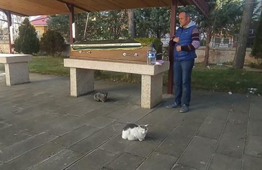 Kastamonu'da görenler şaştı kaldı! Kediler tabutun başından ayrılmadı