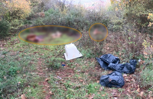 İstanbul Sarıyer'de orman içinde kesilmiş atlara ait parçalar bulundu