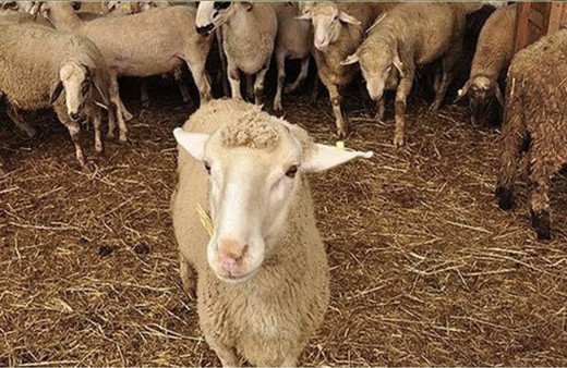 Mavi dil hastalığı insanlara bulaşır mı ilk belirtileri neler?