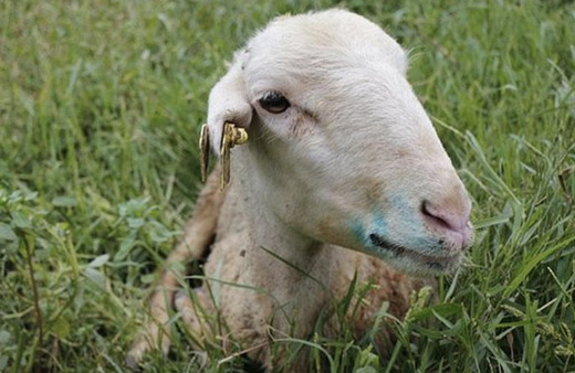Mavi dil hastalığı nedir insandan insana bulaşır mı mavi dil hastalığı belirtileri