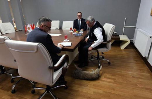 Manas Üniversitesi'nin maskotu 'Kırpık'a oy hakkı