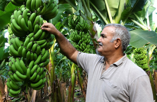 Mersin'de üreticide 5 TL markette 9 TL! İthali cep yakıyor