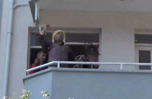 Atıyla daireye çıktı İzmir Bergama'da ilginç görüntüler