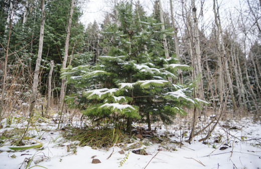 Yılbaşı için çam ağaçlarını kesenlere sıkı denetim