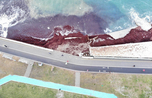 İstanbul'da her ay başka felaket! Şimdi de "kırmızı yosun" alarmı!