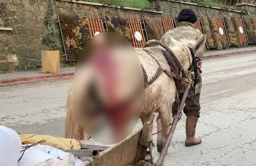 Vicdansızlık kamerada! Yaralı ata yük arabası çektirdi gören isyan etti