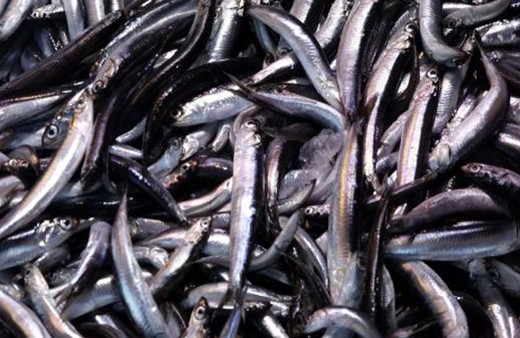 Karadenizde hamsinin kilogram fiyatı 50 liraya düştü!