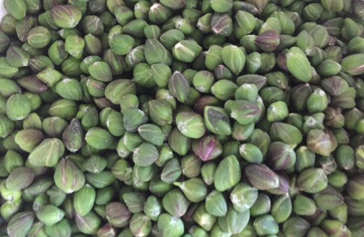 Burdur'da 'zehirlidir, sakın yemeyin' deniyor! 29 ülke sipariş için sıraya girdi: Her derde deva