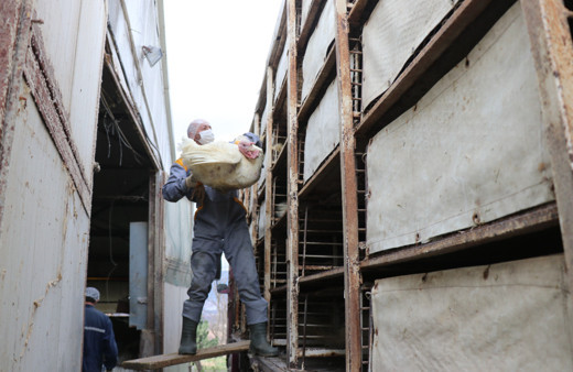 Bolu'da 120 bin tanesi 20 Aralık’ta satışa sunulacak! Fiyatı 50 TL olacak