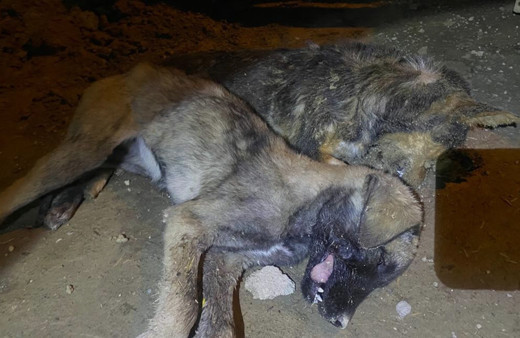 Afyonkarahisar'da zehirli yiyecekler ile hayvan katliamı