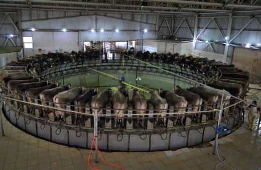 Dakikada 5 ineğin el değmeden sağıldığı TİGEM Gözlü'de günlük 35 ton süt üretiliyor