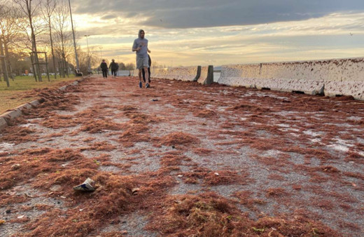 İstanbul Kadıköy'de Caddebostan sahilini yine kırmızı renkli yosunlar kapladı
