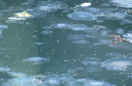 Marmara'da balıkçılığa müsilajın ardından denizanası tehdidi