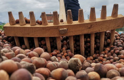 Fındık fiyatları uçtu fındığını vermeyenler yüksek fiyatla satıyor