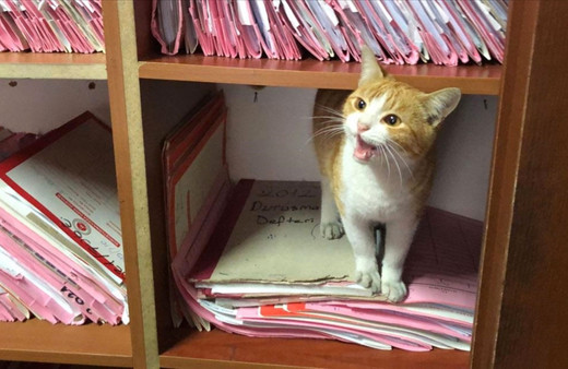 Adliye binası sokak kedisi Ziya'nın yuvası oldu