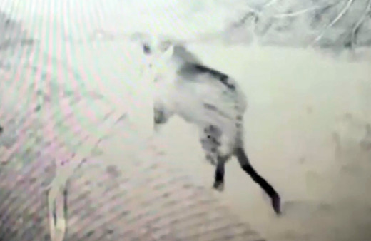 Doğu Anadolu'da nesli tükenme riskiyle karşı karşıya olan leopar görüntülendi