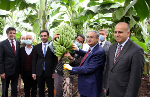 Yerli muzda 6 çeşit tescillenecek Mersin Valisi duyurdu