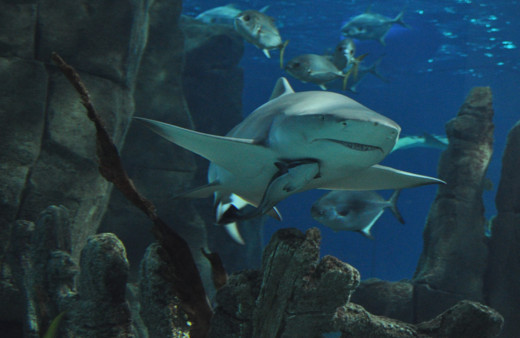 ABD'li bilim insanları: Köpek balıklarında yer alan antikorlar Omicron'a karşı koruma sağlayabilir