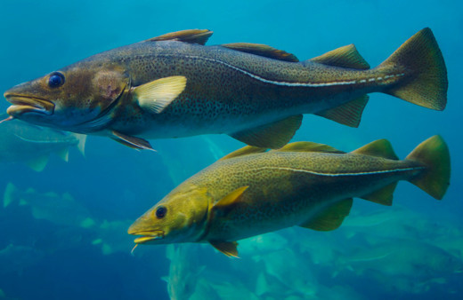 Faydaları saymakla bitmiyor! Covid-19'a karşı bağışıklık kalkanı oluşturuyor