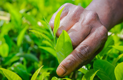Sri Lanka, İran'a olan petrol borcunu çayla kapatmayı planlıyor