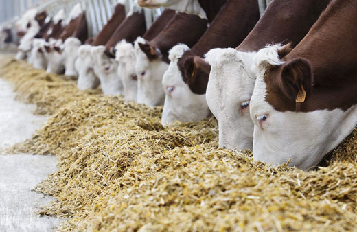 Besicilere müjde! Dolar düştü yem fiyatlarına yüzde 13 indirim geliyor