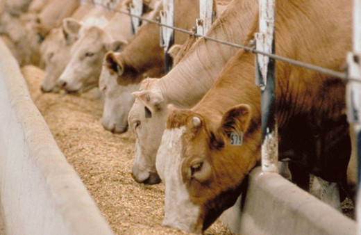 Kur geriledi karma yem fiyatlarına yansıyacak indirim oranı  belli oldu