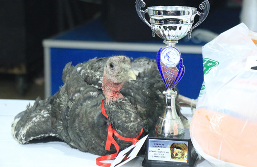 Zonguldak'ta hindi ödüllü okey turnuvası renkli görüntülere sahne oldu