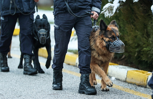 Operasyonların gizli kahramanları dedektör köpekler sıkı eğitimden geçiriliyor