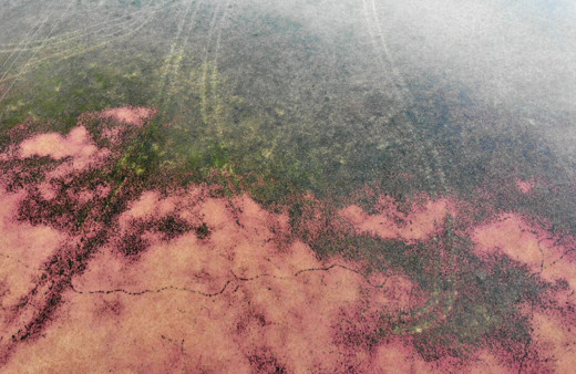 Eğrelti otuyla kızıla bürünen Kızılırmak Deltası'ndan eşsiz görüntüler