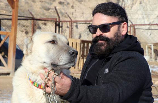 Uzman isim 'laboratuvar köpeği pitbullar kesinlikle toplanmalı' dedi