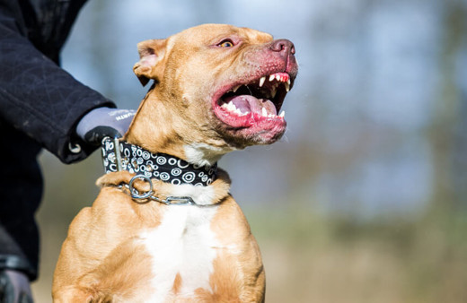 Adana'nın merkez Seyhan ilçesinde pitbull cinsi köpeğin saldırısına uğrayan 4 yaşındaki kız çocuğu yaralandı.