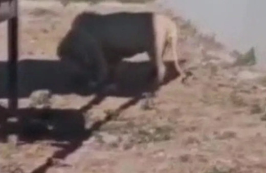 Ziyaretçilerin gözü önünde oldu! Hayvanat bahçesinde aslan kendi yavrusunu yedi