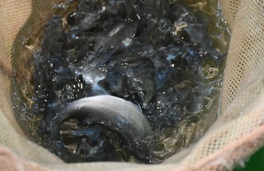 Ege Bölgesi'ndeki çiftliklerde yetiştirilen levreklerde ölümcül bir hastalık türü saptandı