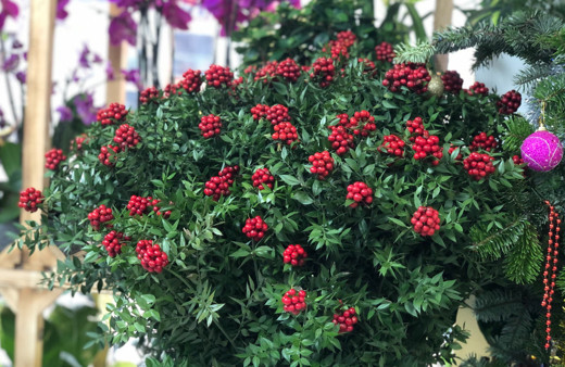 Yılbaşı denilince akıllara ilk o geliyor! 45 TL'ye satılıyor: Stoklarımızı yaptık