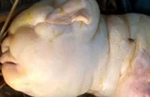 'İnsan yüzlü' keçi dünyaya geldi: Keçiyi gören köylüler 'Tanrıdan bir uyarı' dedi