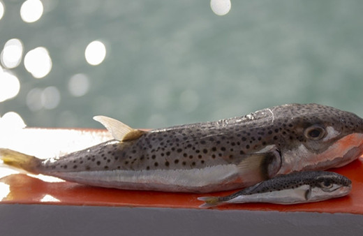 Balon balığı avcılığına yeni kurallar getirildi! Resmi Gazete'de yayımlandı